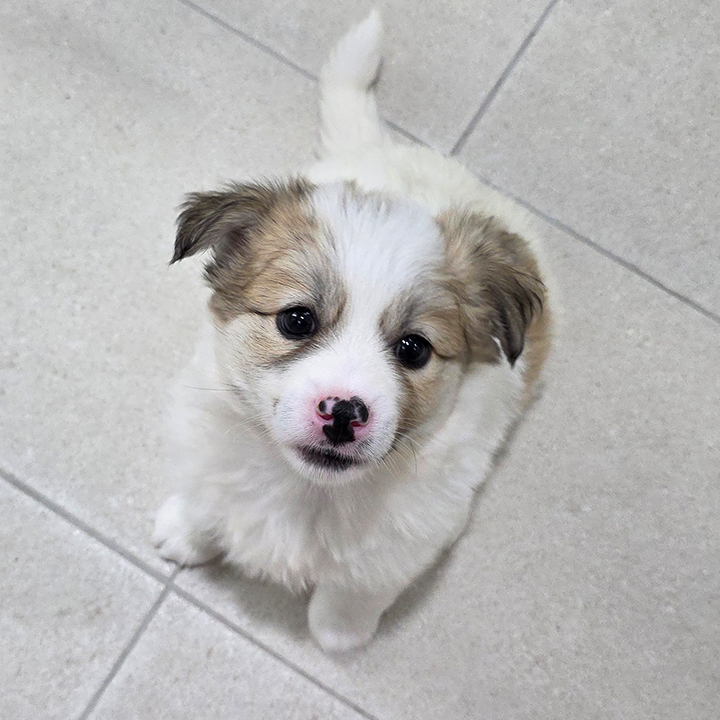 모랑이