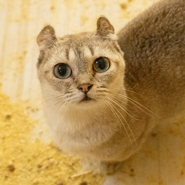 채온이