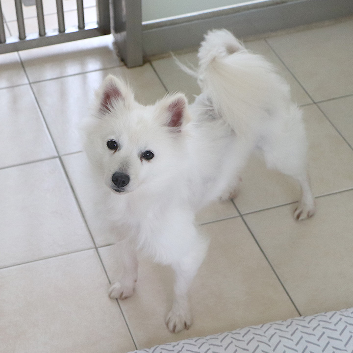 휘핑이 (곤지암-88)