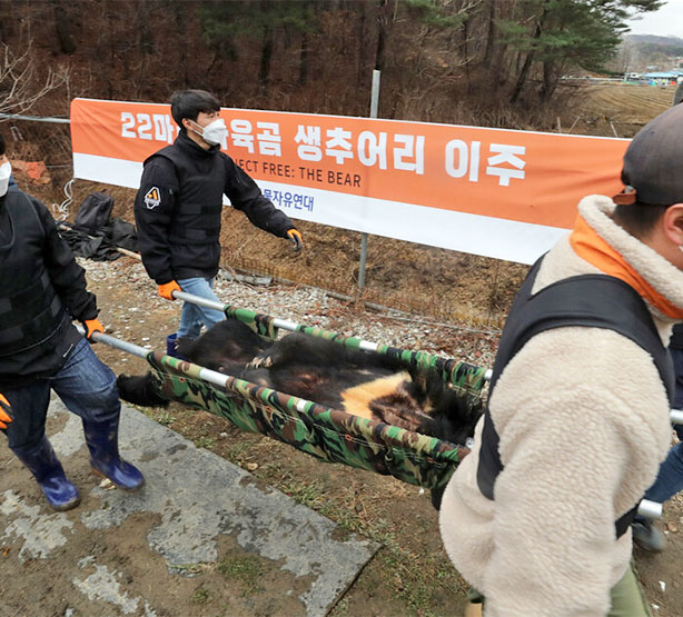뜬장과 음식물 쓰레기, 그리고 정형행동